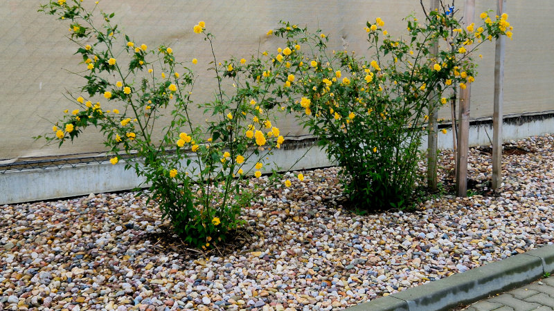 Why You Should Consider Rock Mulch for Your Yard